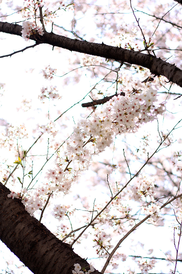 桜|短焦点035