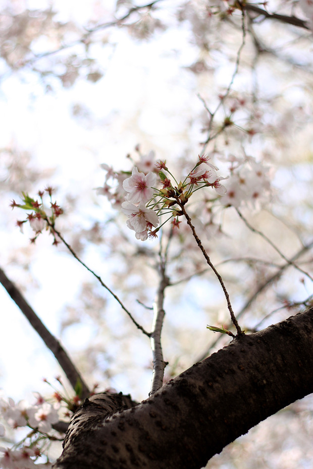 桜|短焦点036