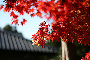 紅葉無料写真素材サムネイル