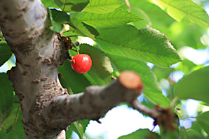 サクランボ、さくらんぼ、桜桃サムネイル