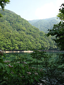 森林、湖、無料写真素材サムネイル