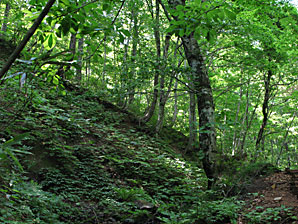 森林、無料写真素材サムネイル