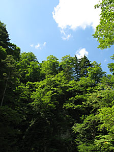 森林、空、無料写真素材サムネイル