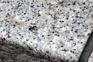 アリ（蟻、螘）フリー、写真素材サムネイル