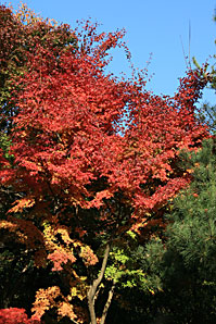 紅葉（もみじ）無料写真素材サムネイル