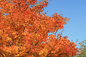 紅葉（もみじ）無料写真素材サムネイル