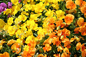 花（華）の無料写真素材サムネイル