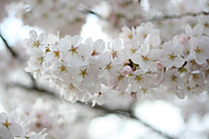 桜（サクラ）サムネイル