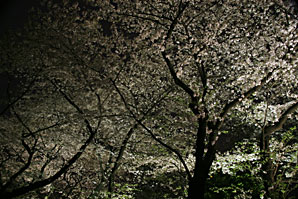 夜桜、サムネイル