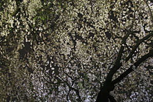 夜桜、サムネイル