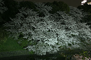 夜桜、サムネイル