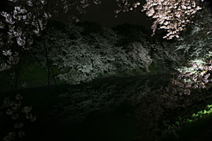 夜桜、サムネイル