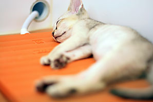 子猫湯たんぽお昼寝・無料写真素材サムネイル
