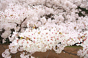 桜（サクラ）サムネイル