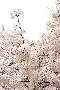桜（サクラ）サムネイル