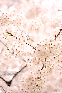 桜（サクラ）サムネイル