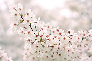 桜（サクラ）サムネイル