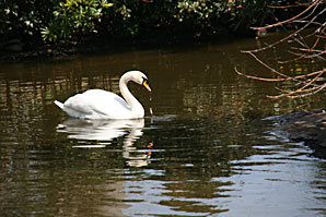 白鳥サムネイル
