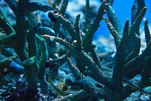珊瑚(サンゴ)サムネイル