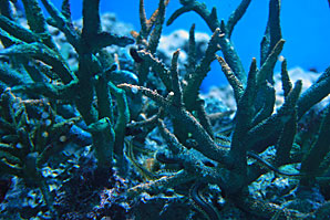 珊瑚(サンゴ)サムネイル