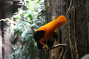 アンデスイワドリ（鳥）サムネイル