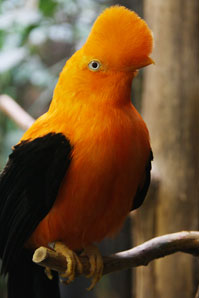 アンデスイワドリ（鳥）サムネイル