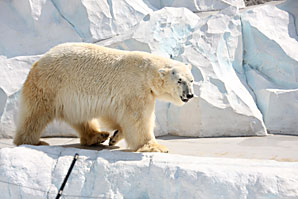 北極熊（白熊）サムネイル