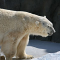 北極熊（白熊）サムネイル
