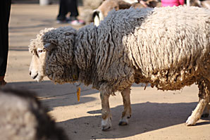 羊（ひつじ）サムネイル