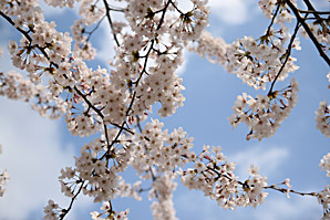 桜（さくら）サムネイル