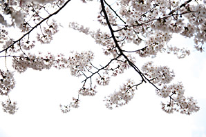 桜（さくら）サムネイル