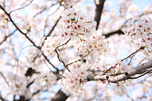 桜（さくら、目黒川花見）サムネイル