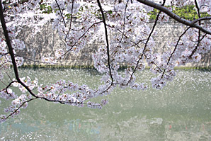桜（さくら、目黒川花見）サムネイル