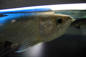 魚(グリーンアロワナ)サムネイル