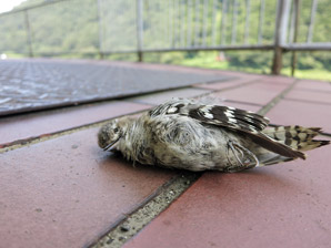 死んだ鳥サムネイル