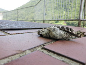 死んだ鳥サムネイル