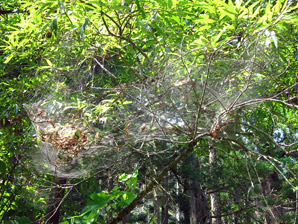 クモの巣サムネイル