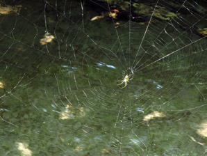 クモの巣サムネイル