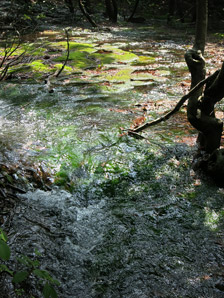 森林|鳥海山獅子ヶ鼻湿原サムネイル