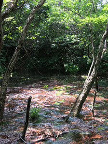 森林|鳥海山獅子ヶ鼻湿原サムネイル