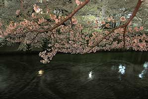 夜桜(目黒川花見)サムネイル