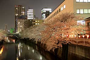 夜桜(目黒川花見)サムネイル