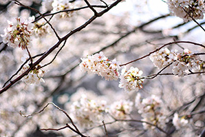 桜|短焦点サムネイル