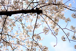 桜|短焦点サムネイル